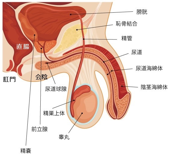 前立腺とペニス周辺の構造図